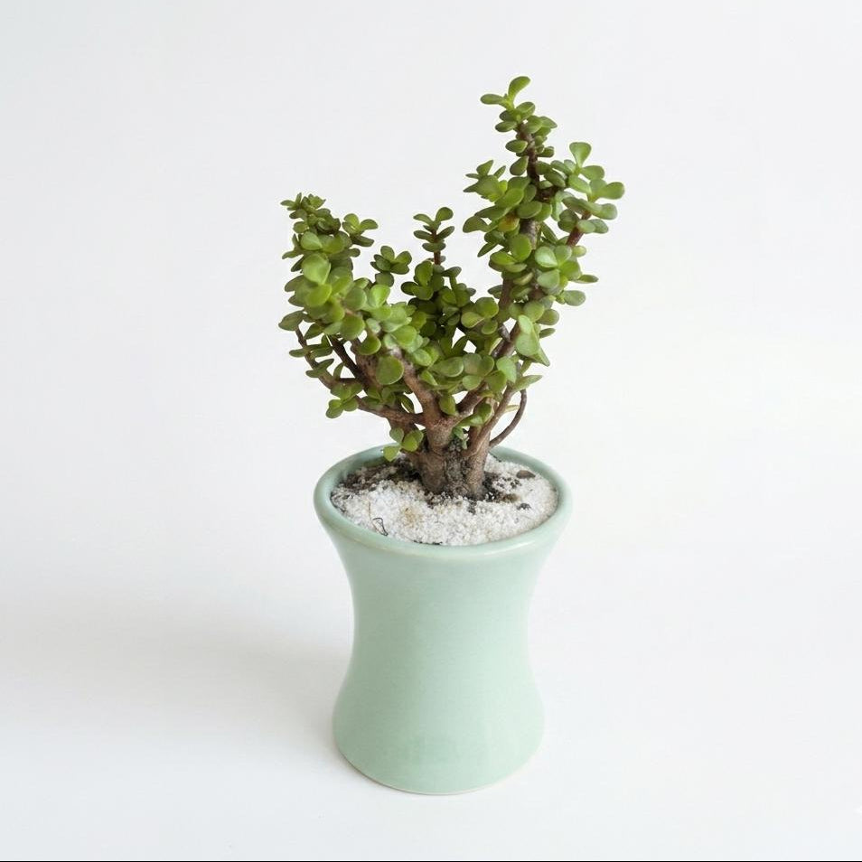Árbol de la Abundancia - Planta Suculenta de la Buena Suerte - Maceta cóncava