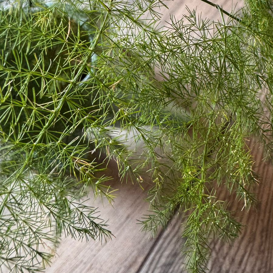 Helecho Plumoso – Planta de Interior