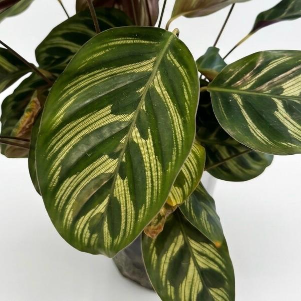 Planta Pavo Real - Calathea Makoyana - Planta de interior