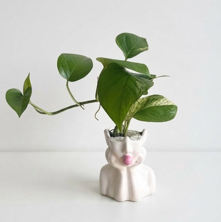 Pothos Dorado Variegado - Planta de Interior con Enredaderas