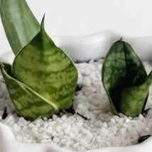 Lengua de Suegra en miniatura - Planta suculenta de Interior