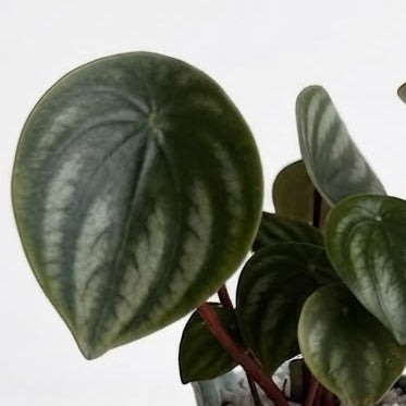 Peperomia Sandía - Planta de Interior Exótica y Compacta