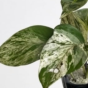 Pothos Marble Queen - Planta de Interior Exclusiva y Variegada
