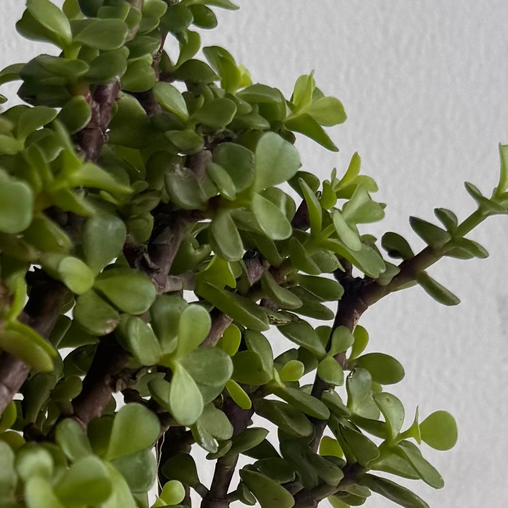 Árbol de la abundancia - Planta de Jade Enana - Suculenta Arbustiva de Interior
