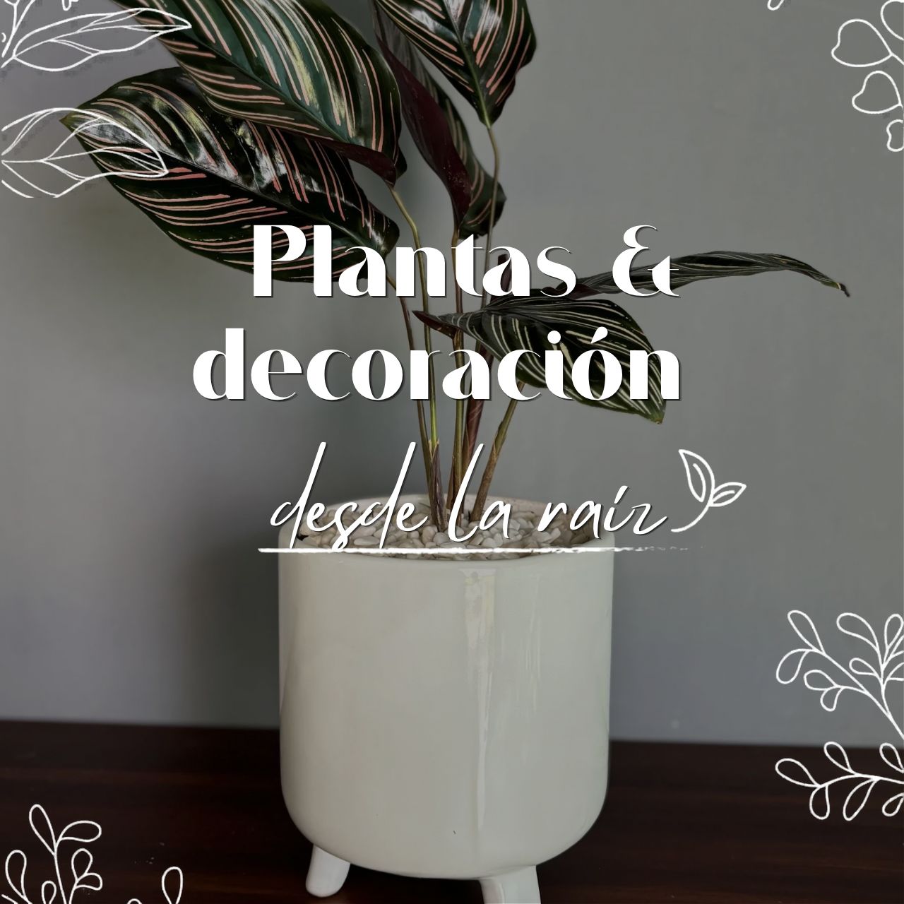Plantas y decoración