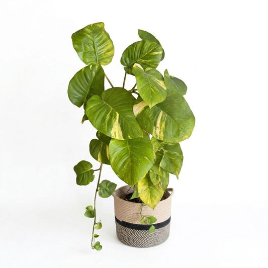 Pothos Dorado Gigante - Planta de Interior Resistente y Purificadora