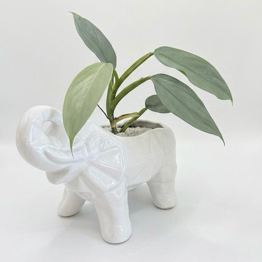 Philodendron Silver Sword - Planta de Colección con Tono Plateado Metálico - Maceta elefante