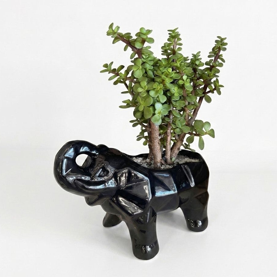 Árbol de la Abundancia - Planta Suculenta de la Buena Suerte - Maceta elefante