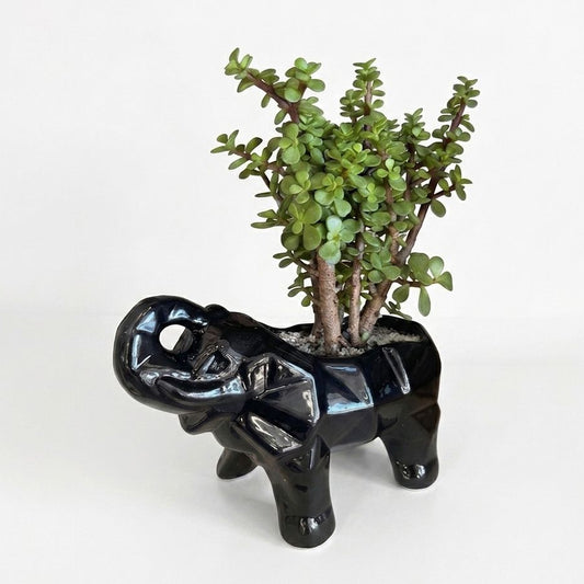 Árbol de la Abundancia - Planta Suculenta de la Buena Suerte - Maceta elefante