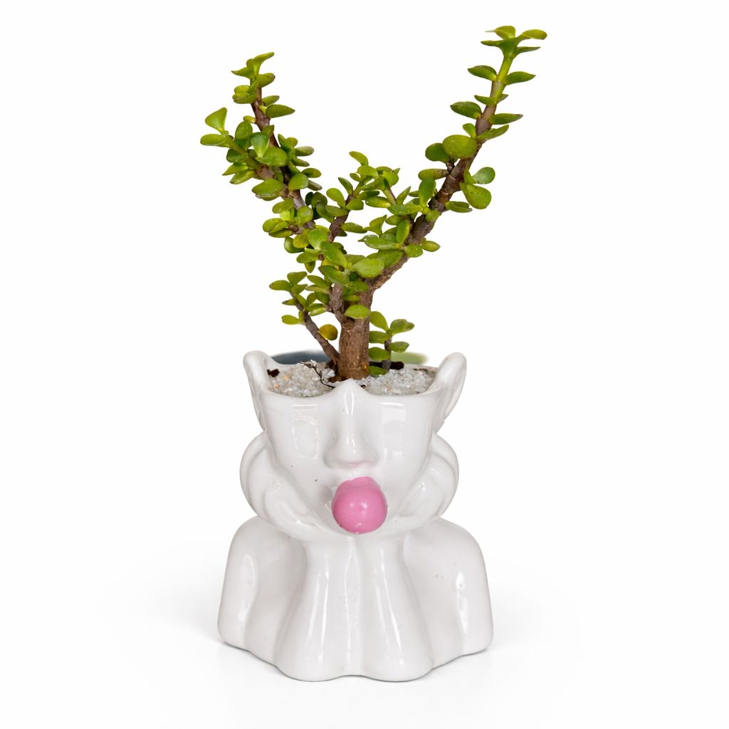 Árbol de la Abundancia - Planta de Prosperidad y Suerte - Maceta Lady Chicle