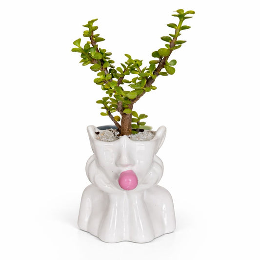 Árbol de la Abundancia - Planta de Prosperidad y Suerte - Maceta Lady Chicle