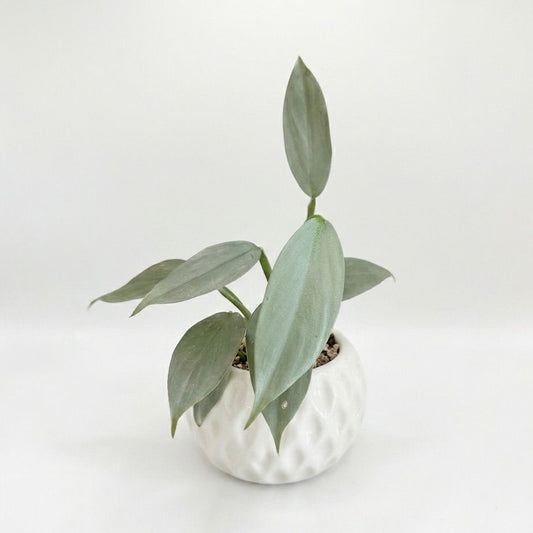 Philodendron Silver Sword - Planta Interior de Hojas Plateadas - Maceta bowl
