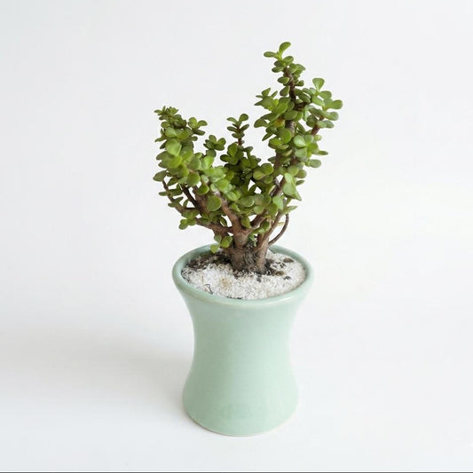 Árbol de la Abundancia - Planta Suculenta de la Buena Suerte - Maceta cóncava