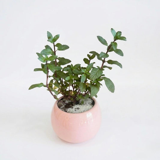 Planta de Menta natural - Frescura y Aroma para tu Hogar