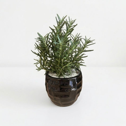 Planta de Romero Natural - Aroma Mediterráneo y Robustez