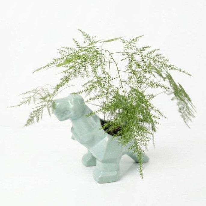 Helecho Plumoso – Planta de Interior