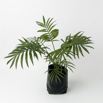 Palma Camedora – Planta de Interior