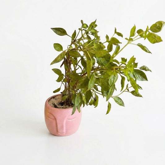 Planta Albahaca Natural Fresca - Planta Aromática para el Hogar