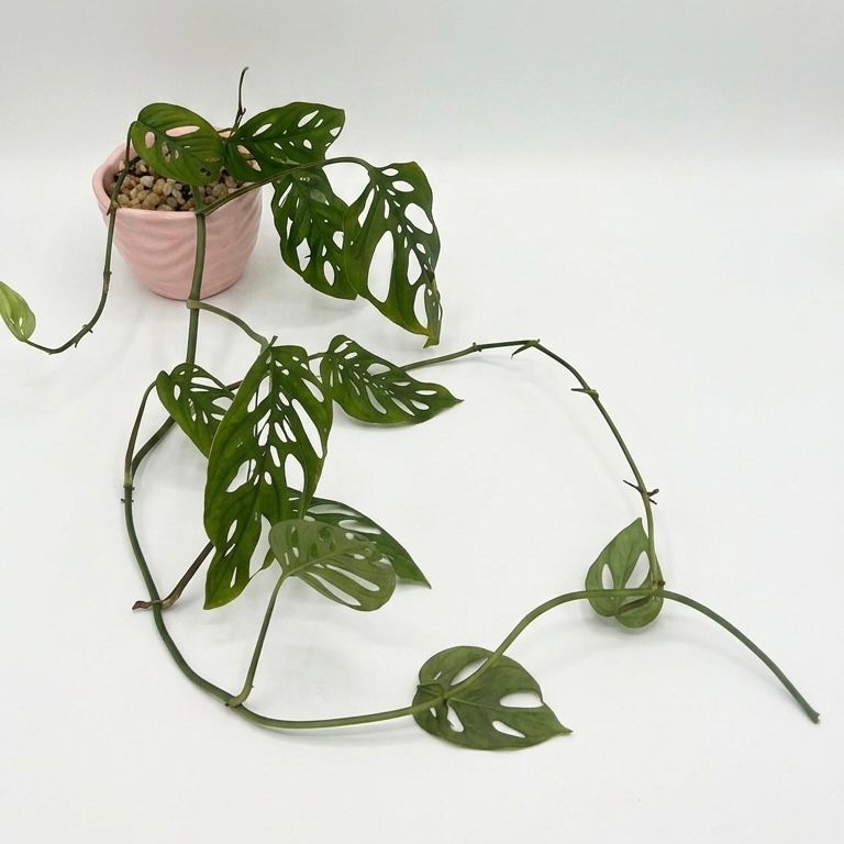 Planta Monstera Adansonii
