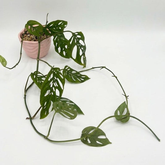 Planta Monstera Adansonii