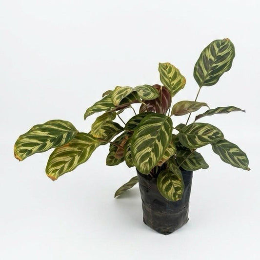 Planta Pavo Real - Calathea Makoyana - Planta de interior