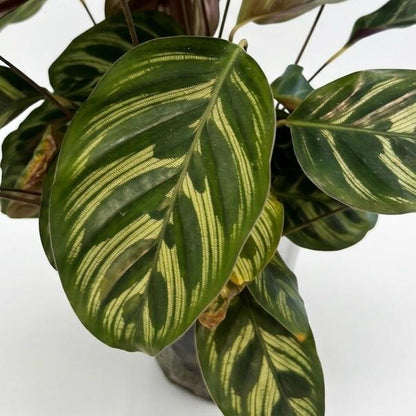 Planta Pavo Real - Calathea Makoyana - Planta de interior
