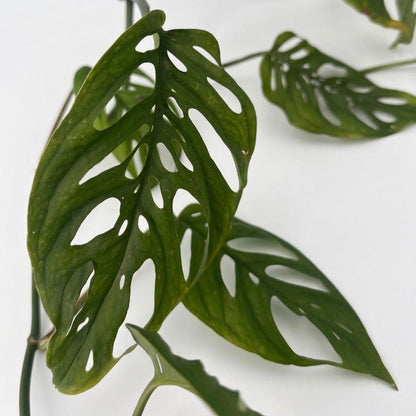 Planta Monstera Adansonii