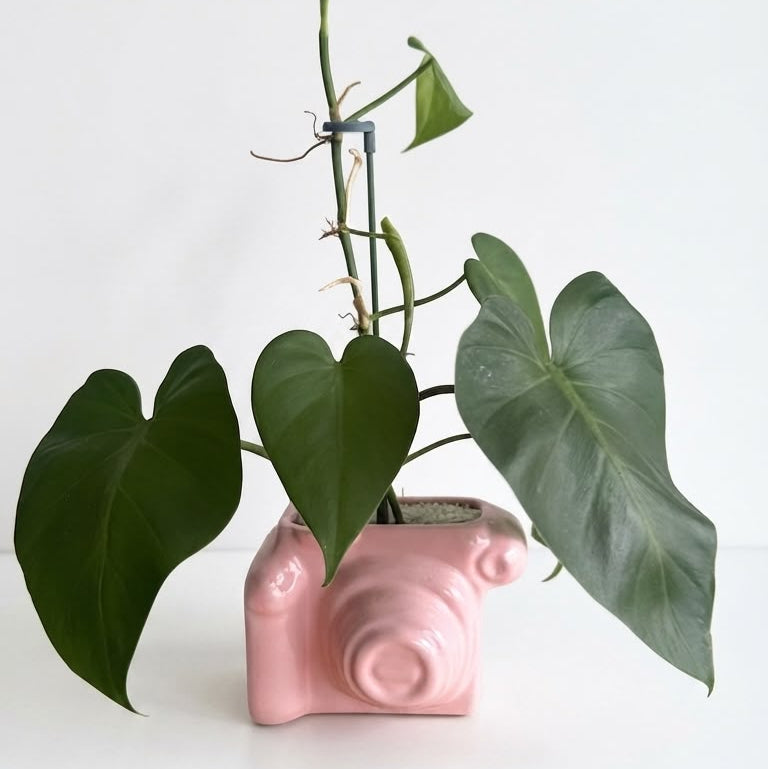 Filodendro de Hoja de Corazón - Planta Trepadora de Interior