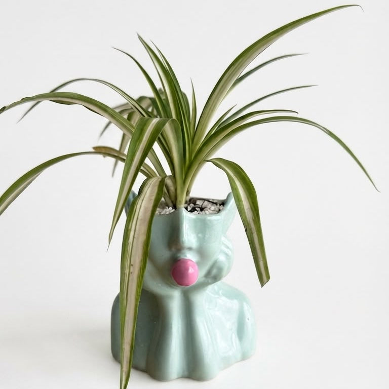 Lazo de Amor Variegado  – Planta de Interior Resistente y Purificadora