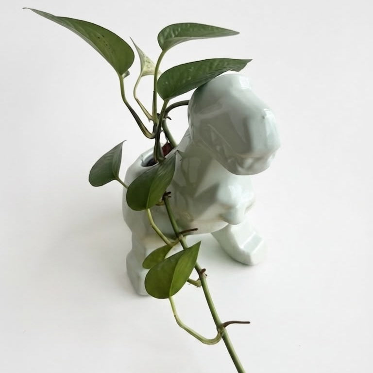 Pothos N' Joy - Planta de Interior