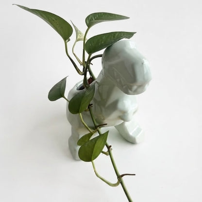 Pothos N' Joy - Planta de Interior