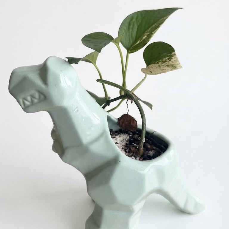 Pothos N' Joy - Planta de Interior