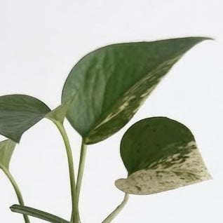 Pothos N' Joy - Planta de Interior