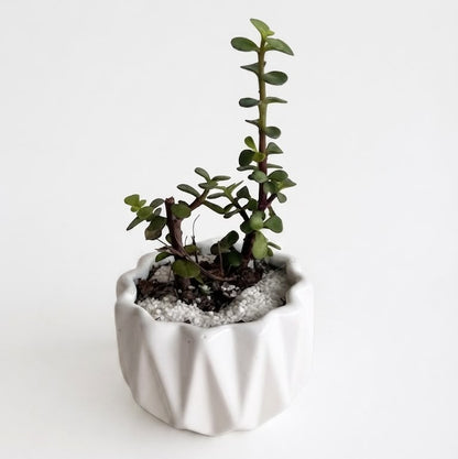 Planta de Jade Enana - Árbol de la abundancia - Suculenta Arbustiva de Interior