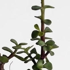 Planta de Jade Enana - Árbol de la abundancia - Suculenta Arbustiva de Interior