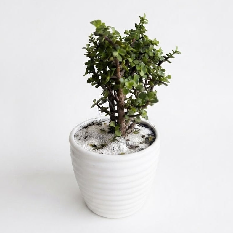 Árbol de la abundancia - Planta de Jade Enana - Suculenta Arbustiva de Interior