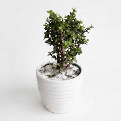 Árbol de la abundancia - Planta de Jade Enana - Suculenta Arbustiva de Interior