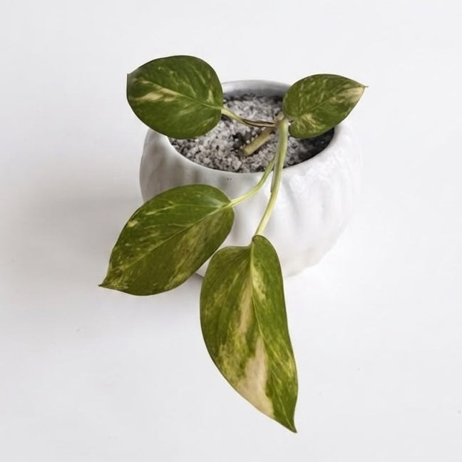 Pothos Golden - Planta de Interior Resistente y Purificadora