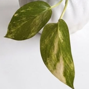 Pothos Golden - Planta de Interior Resistente y Purificadora