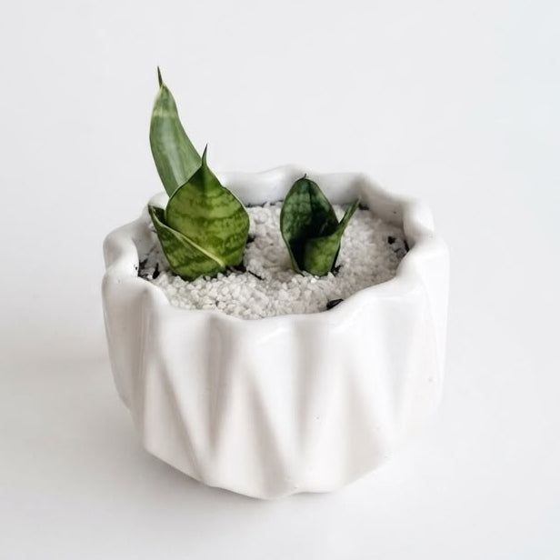 Lengua de Suegra en miniatura - Planta suculenta de Interior