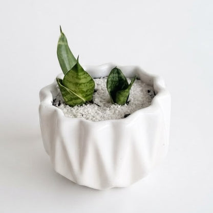 Lengua de Suegra en miniatura - Planta suculenta de Interior
