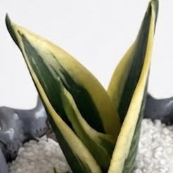 Lengua de Suegra golden Enana - Planta de Interior Resistente