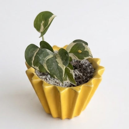 Pothos N' Joy - Planta de Interior Compacta y Variegada
