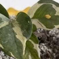 Pothos N' Joy - Planta de Interior Compacta y Variegada