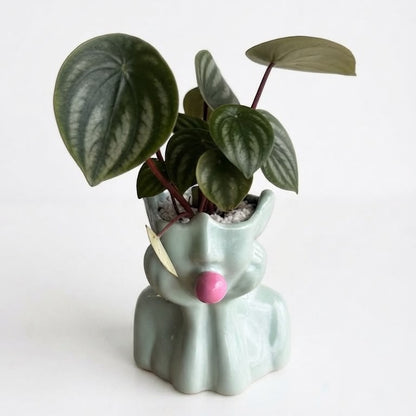 Peperomia Sandía - Planta de Interior Exótica y Compacta