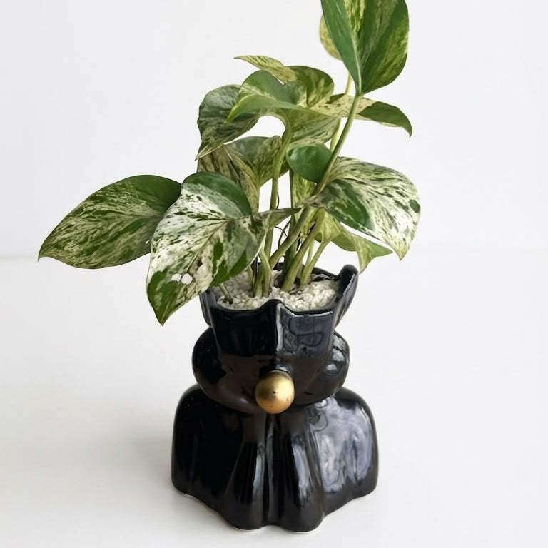 Pothos Marble Queen - Planta de Interior Exclusiva y Variegada