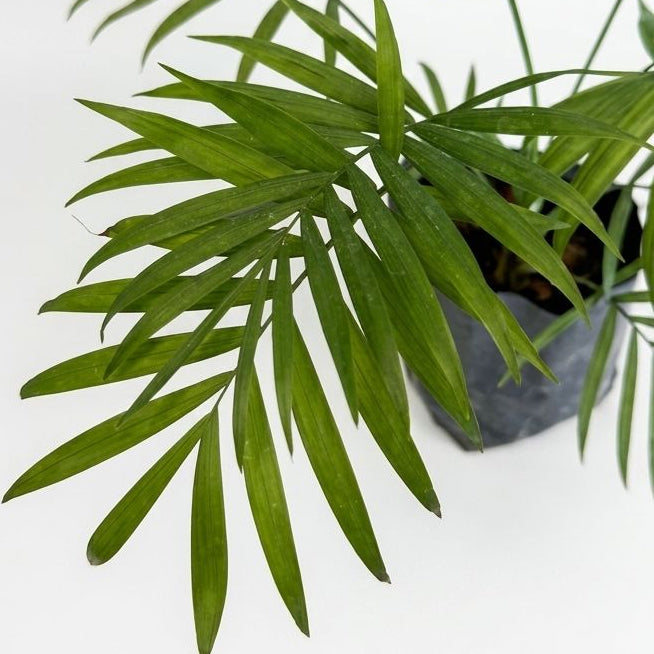 Palma Camedora – Planta de Interior