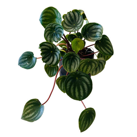 Planta Peperomia Sandia
